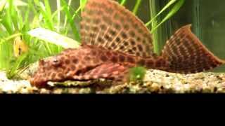 Leopard Sailfin plecostomus Pterygoplichthys gibbiceps high detail [upl. by Fabiolas266]