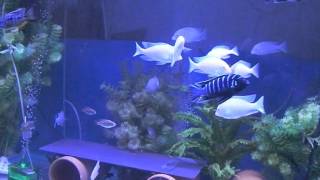 Tonys African Cichlids albino Cyrtocara moorii [upl. by Tsirhc]