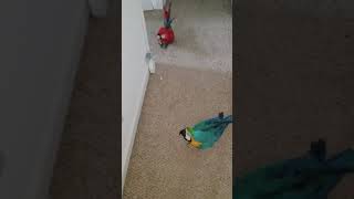 Macaw talking [upl. by Akimal]