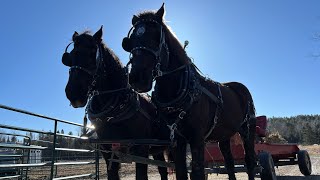 Percheron Draft Horses Mable amp Charlie’s First Team Effort [upl. by Hook]