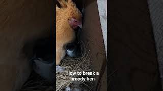 How to break a broody hen chicken broodyhen chicks [upl. by Ag383]