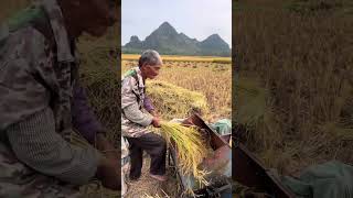 The process of threshing rice with foot operated thresher [upl. by Alis657]