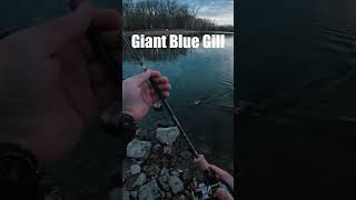 GIANT Aggressive Blue Gill On 3quot Paddle Tail Swimbait  Tiemco Fenwick bfsfishing [upl. by Ynohtnael449]