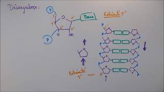 Réplication ADN  2 Détails moléculaires [upl. by Enahsed]