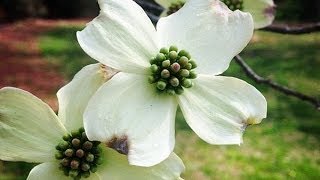 Dogwood Trees And Jesus [upl. by Tuorah584]