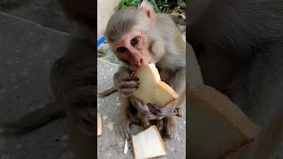 bandar monkeyvideo bandar monkey [upl. by Yettie]