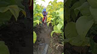 in the green leafy garden funny viral halloween fishing foryou strange music shorts [upl. by Gawain601]