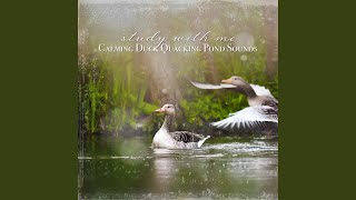 Calming Duck Quacking Pond Sounds Pt 2 [upl. by Nomi]