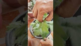 How to make guldaudi plant bushyguldaudicaretipsflowersgardeningshortsviralshorts [upl. by Ainet]