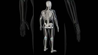 How STRONG Are Human Bones shorts facts humanbody [upl. by Halika]