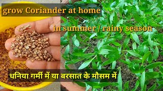 Grow Coriander At Home In Summer Season Or Rainy Season [upl. by Kursh546]