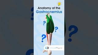 Gastrocnemius Anatomy physicaltherapy physiotheraphy gastrocnemius anatomy [upl. by Erastes]