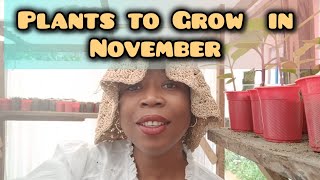 Best plants to grow in November for a beautiful low water thriving garden [upl. by Raynard]