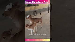 Mini cows Goshala video farming animals india youtube dance viral trending [upl. by Bolte]