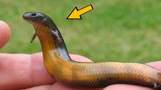 Man Finds Strange Snake In Backyard  When The Vet Sees It He Says quotThis Cant Be True [upl. by Adran347]