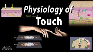 Physiology of Touch Receptors and Pathways Animation [upl. by Cirri]