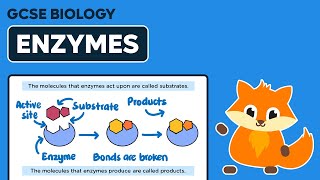 Enzymes  GCSE Biology [upl. by Helfant]