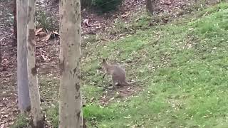 Wallabies Let It Be  uke Beatles parody [upl. by Ulah533]