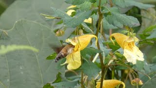 Humble Hummingbird Hawkmoth Hovering around Yellow Balsam Flowers for Nectar [upl. by Yemaj]