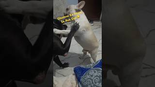 Bagira Kuman Chaliye😂 pets bagira fluppy frenchbulldog americanbully doglover [upl. by Kelam]