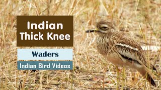 The Indian thick knee Burhinus indicus  Indian Bird Videos [upl. by Ehman]