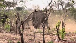 Brave little dogs fight elephants in Zambia [upl. by Phedra857]