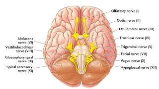 CRANIAL NERVES REVISION PhysicsWallah [upl. by Nic522]