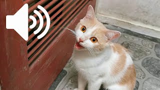 FEMALE CAT IN HEAT MEOWING MATE CALLING  PRANK YOUR PET [upl. by Zeculon]