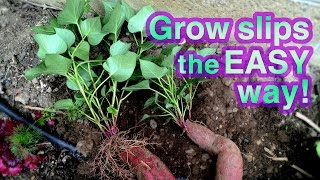 How to Grow Sweet Potato Successfully  Its Super EASY [upl. by Wichern]