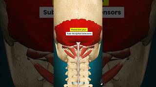 Cervicogenic Headache causes amp Treatment The Suboccipital Extensors [upl. by Nwahsad]