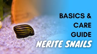 Nerite Snails Basics And Care Guide [upl. by Basso]