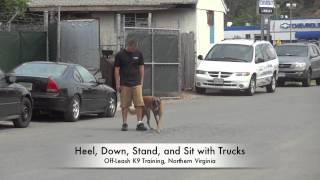 Advanced Training with OffLeash K9 Training Ecollar Training Northern Virginia [upl. by Torre200]