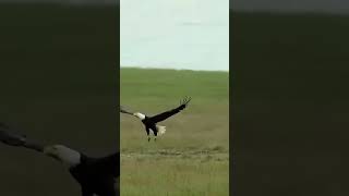 The Most Amazing Eagle Attacks [upl. by Chrystel]