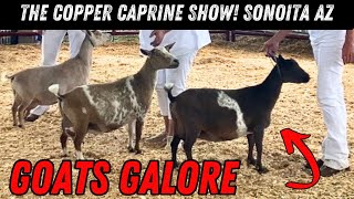 Copper Caprine Goat Show  Sonoita AZ [upl. by Yrtneg584]