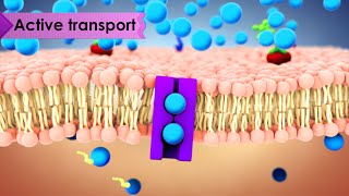 Biology Cell Transport [upl. by Andre457]