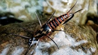 Stonefly nymph fly tying instructions by Ruben Martin [upl. by Lib]