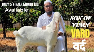 HAFEJI GOAT FARM  VARD वर्द  One of Best yumn blood line Patira  5th month old only  available [upl. by Nnaeirb]