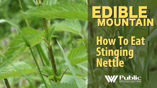 EDIBLE MOUNTAIN How To Eat Stinging Nettle [upl. by Eide769]