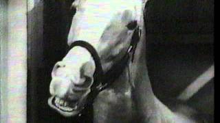 Tostitos quotMr Ed The Talking Horsequot Commercial 1985 [upl. by Moia]