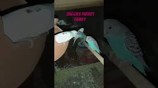 Baggies Parrot ke Family birds budgies parrot pets [upl. by Anrym]