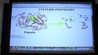 13 Biochemistry Catalytic Mechanisms II Lecture for Kevin Aherns BB 450550 [upl. by Reiche]