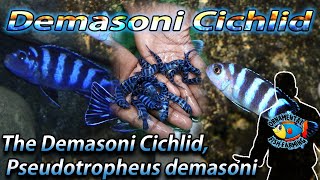 The Demasoni Cichlid Pseudotropheus demasoni  Demasoni malawi fish  African Cichlids [upl. by Amaryl298]