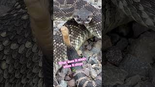 A huge Rattlesnake suddenly stops rattling ⚠️ What does it mean [upl. by Bucher613]