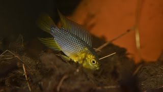 Apistogramma borellii  Breeding Part 1 [upl. by Minna361]