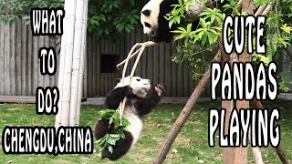 Pandas Playing at Chengdu Panda Reserve  Chengdu What To Do [upl. by Emmer373]