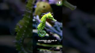 Sea Horse 🌊 How Do They Move in Water [upl. by Materi972]