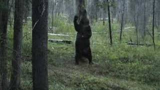 Dancing Grizzly [upl. by Proudfoot]