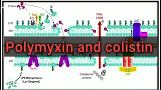 Polymyxin and colistin antibiotics UrduHindi [upl. by Nannek]