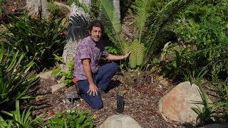 Tony Encephalartos villosus ancient cycad [upl. by Feodor]