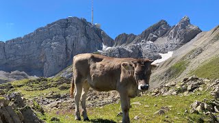 Säntis ab Wasserauen über Ebenalp Schäfler Öhrli [upl. by Dhaf]